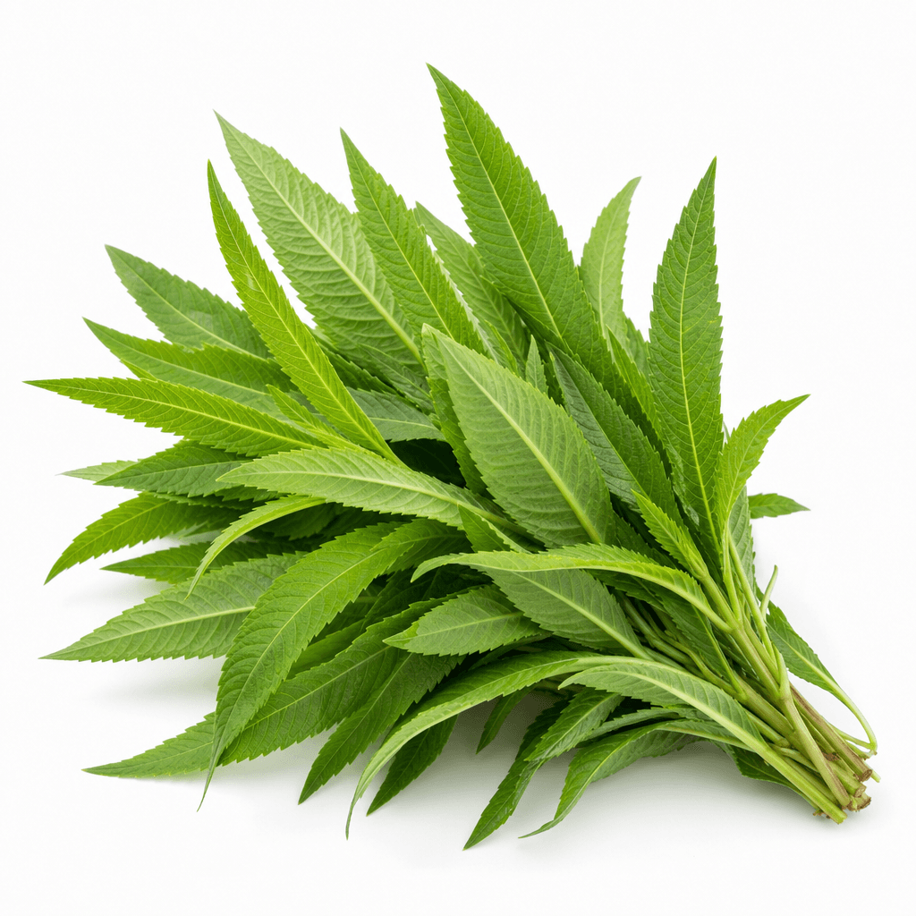 Lá xương sông